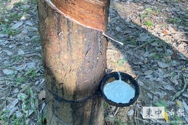 今年前9月柬埔寨橡膠及製品出口逾23億美元年增66%