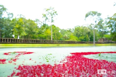 千年古寺遇上「草莓抹茶」！巴方寺成吳哥最出片打卡地