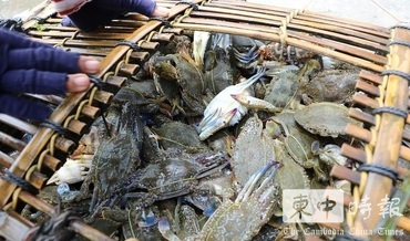 柬埔寨推動白馬省藍花蟹申請地理標示註冊