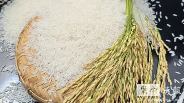 柬埔寨香米再獲國際認可獲頒英國國際美食大獎