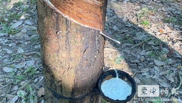 今年上半年柬埔寨橡膠及橡膠製品出口逾13億美元年增53.8%